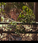 vlcsnap-00657.png