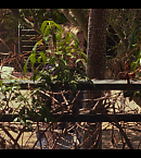 vlcsnap-00660.png